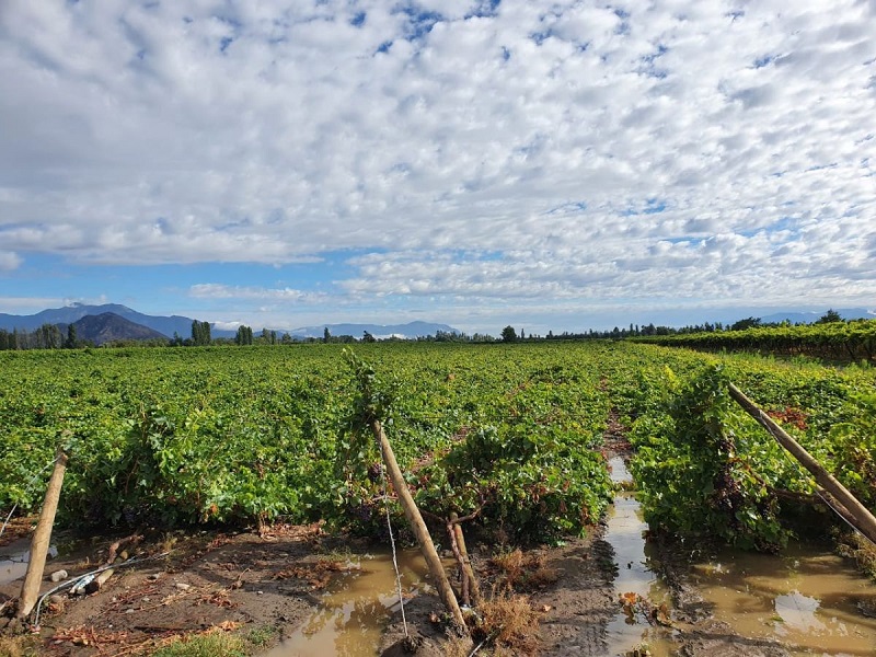 Heavy rains in Chile hurt grape crop The Packer